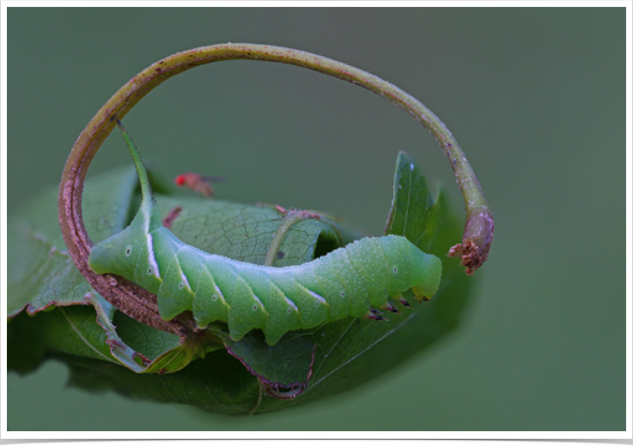 Dolba hyloeus
Pawpaw Sphinx
Autauga County, Alabama